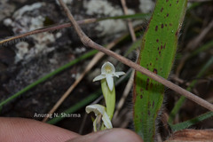Habenaria heyneana
